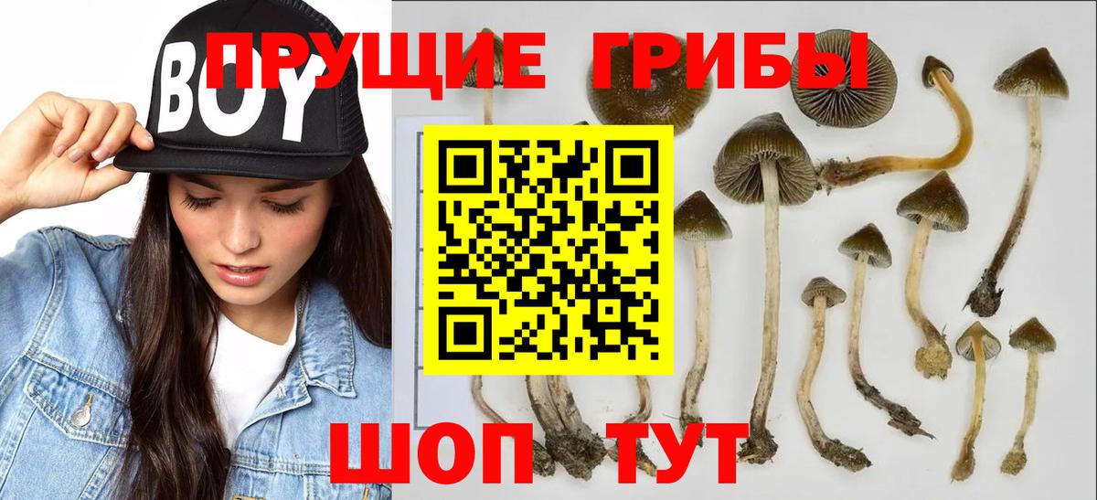 Псилоцибиновые грибы Psilocybe  Вход с VPN  Галлюциногенные грибы Cubensis  Снежинск 